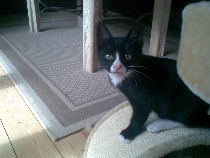 Blanding af racer Figaro - heejsa billede 8