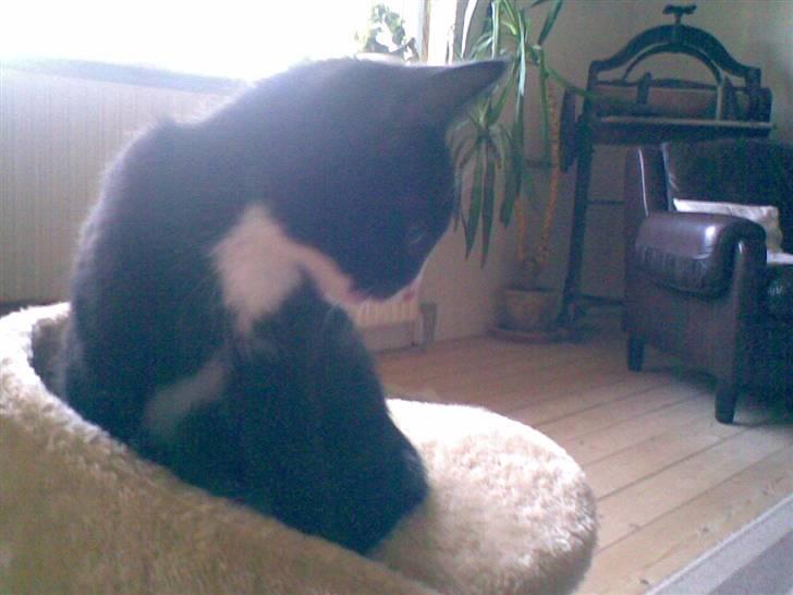 Blanding af racer Figaro - HOV.! billede 9