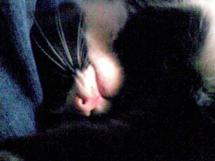 Blanding af racer Figaro - Skrid!!!! Jeg prøver at sove hernede.. billede 10