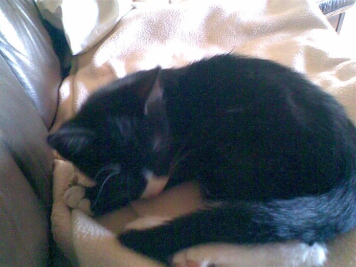 Blanding af racer Figaro - Go´ nat. billede 11