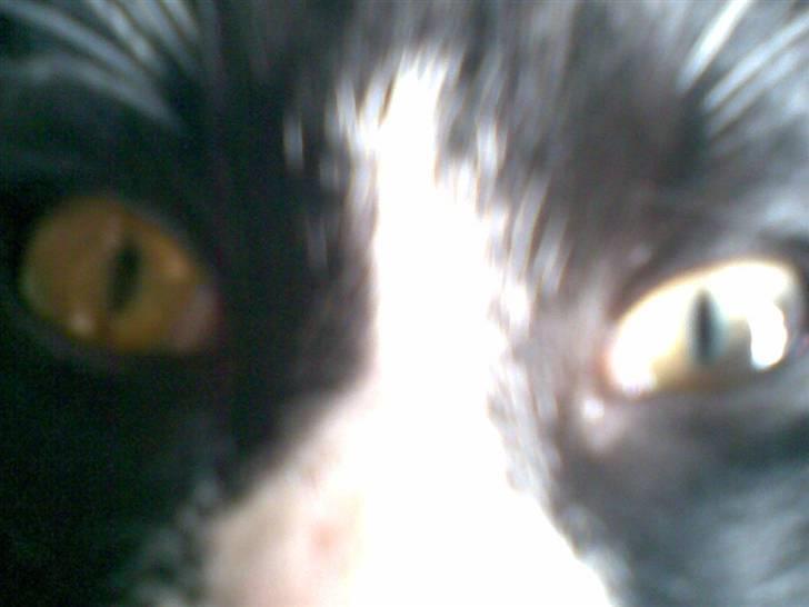 Blanding af racer Figaro - "Dræberblikket" billede 12