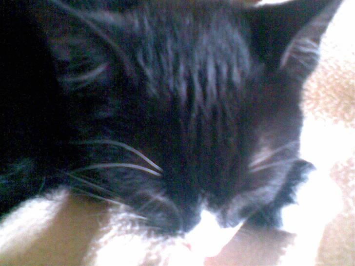 Blanding af racer Figaro - En slapper i solen. billede 13