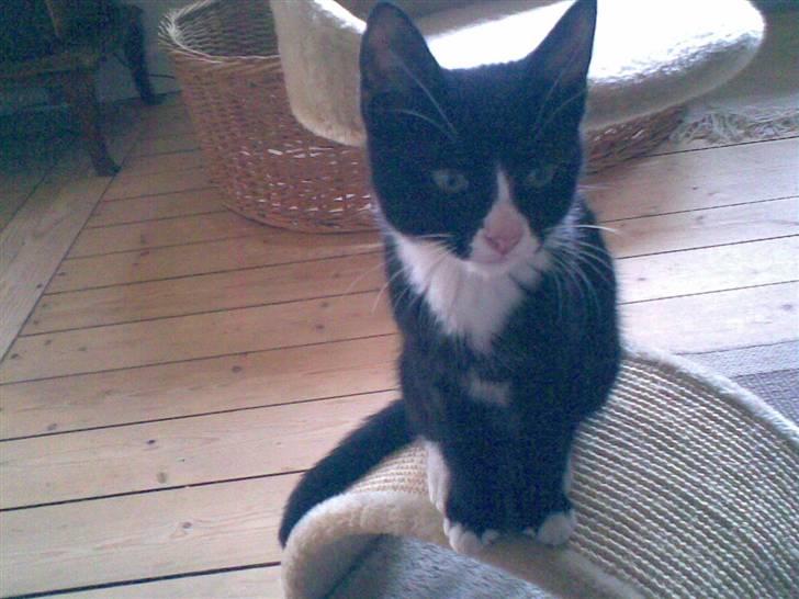 Blanding af racer Figaro - Så sidder vi her...  billede 14