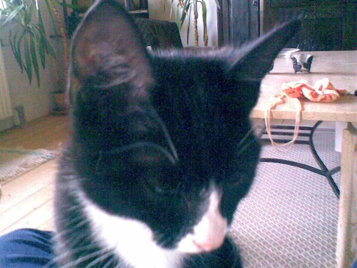 Blanding af racer Figaro - Altså.. Ligner jeg en pyntedukke..?? billede 15