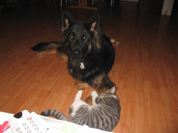 Huskat Bette mis bor hos min ex  - leger lige med balto billede 14