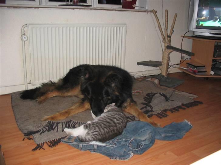 Huskat Bette mis bor hos min ex  billede 15