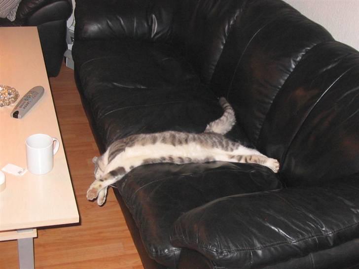 Huskat Bette mis bor hos min ex  - sover tit lidt underligt billede 16