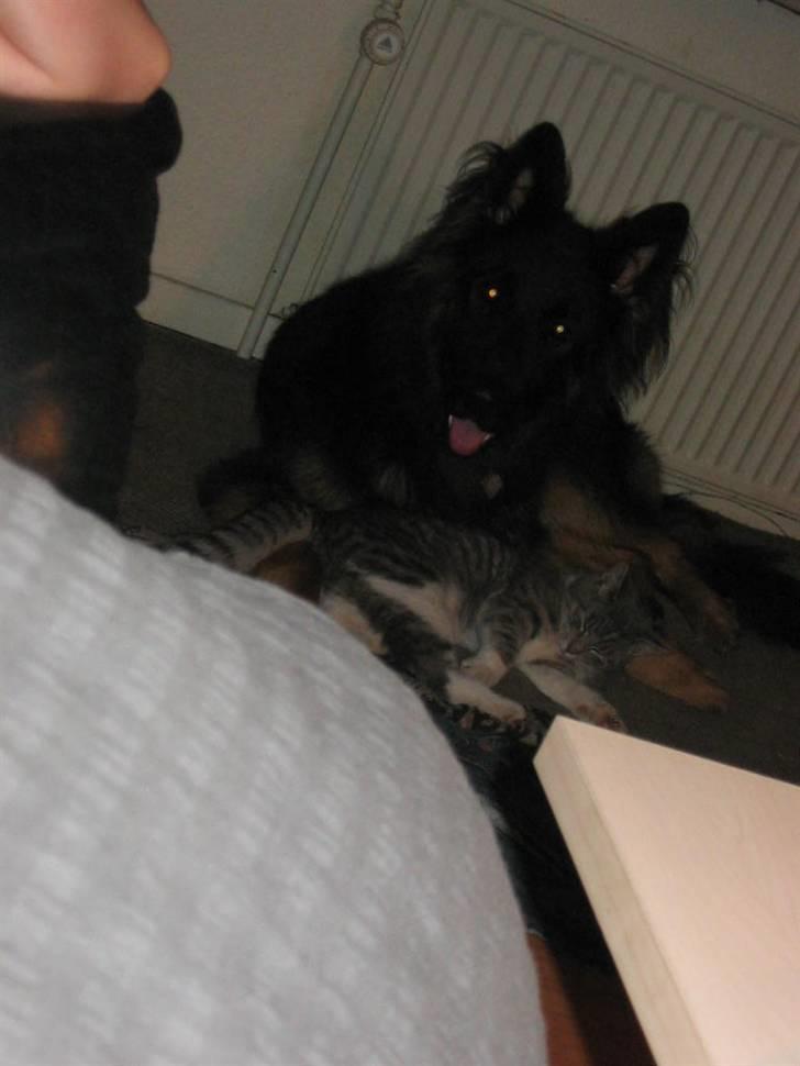 Huskat Bette mis bor hos min ex  billede 17