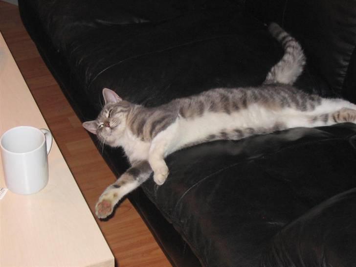 Huskat Bette mis bor hos min ex  billede 18