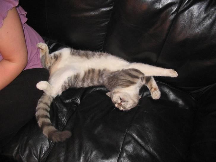 Huskat Bette mis bor hos min ex  billede 19