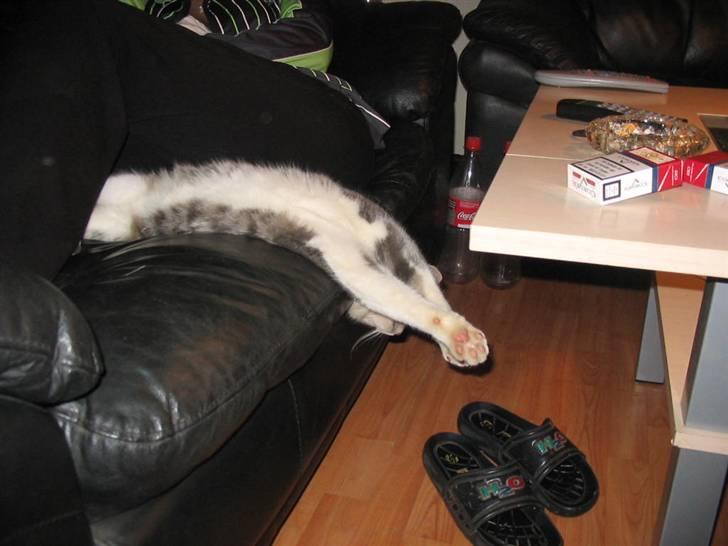 Huskat Bette mis bor hos min ex  billede 20