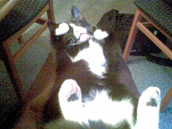 Blanding af racer Figaro - Jer. Du har en rigtig smuk mave. billede 16