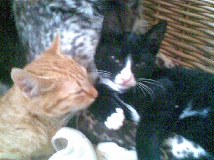 Blanding af racer Figaro - Beauty og figaro. billede 17