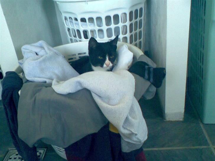 Blanding af racer Figaro - Jeg vil gerne vaskes. billede 18