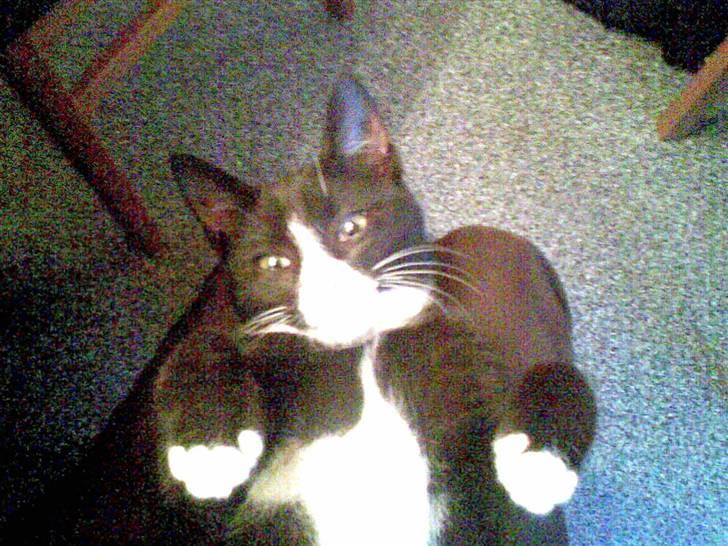 Blanding af racer Figaro - Titte Bøøøh. billede 20