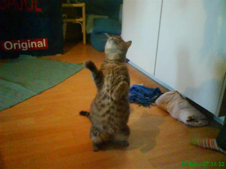 Blanding af racer Sille - Sille på 2 ben. billede 1