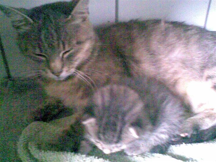 Blanding af racer Sille - Sille og en af hendes killinger "Mini Trunte" billede 2