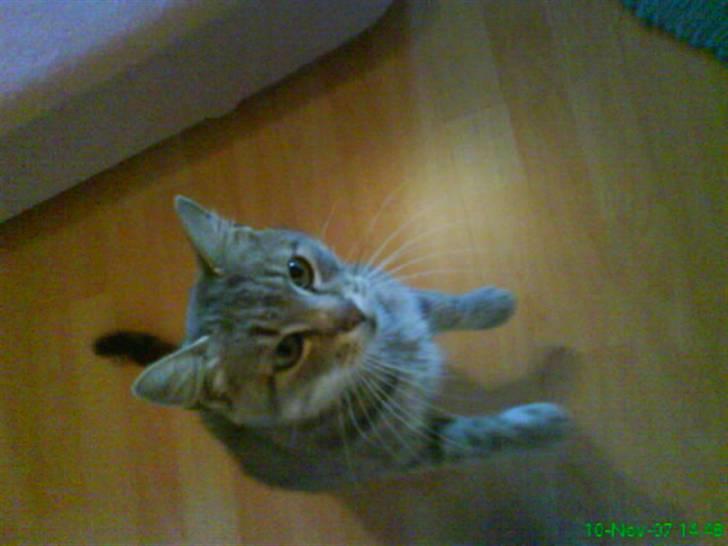 Blanding af racer Sille - Sille på 2 ben igen. billede 3