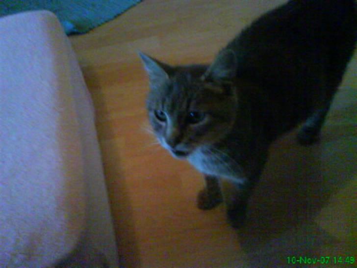 Blanding af racer Sille - Hej sille billede 4