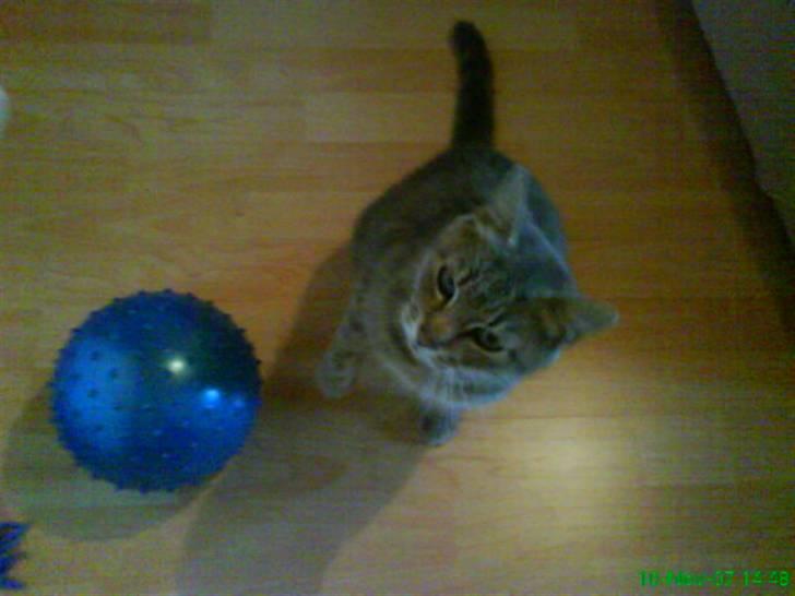 Blanding af racer Sille - Sille og blå boldt. billede 5