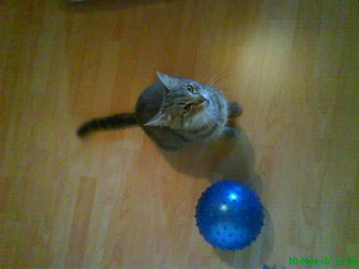 Blanding af racer Sille - Har du noget mad. billede 6