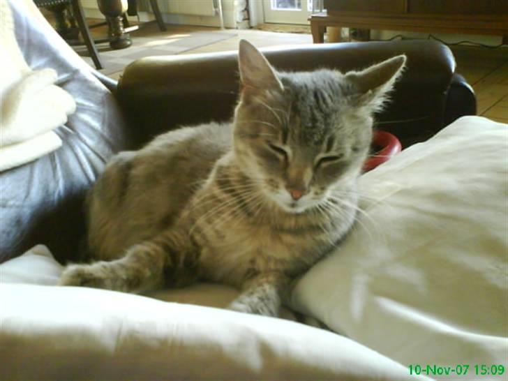 Blanding af racer Sille - Go´ nat. billede 7