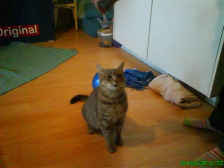 Blanding af racer Sille - hej billede 8