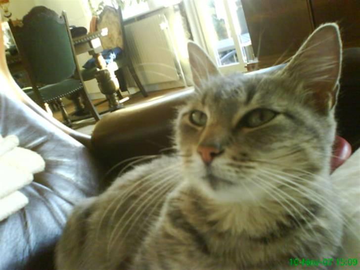 Blanding af racer Sille billede 9