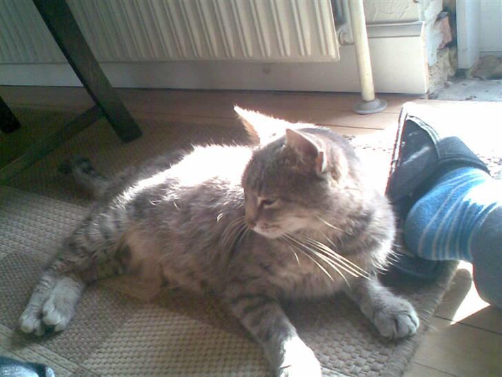 Blanding af racer Sille - arrh billede 10