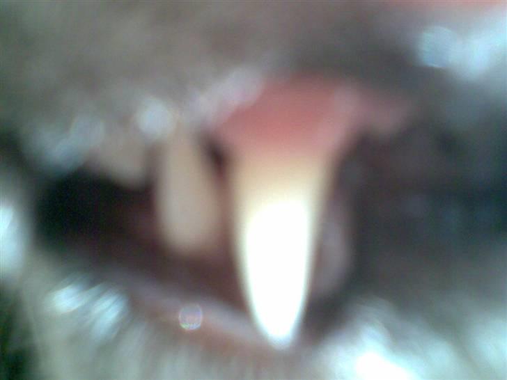 Blanding af racer Sille - Silles gibis. billede 11