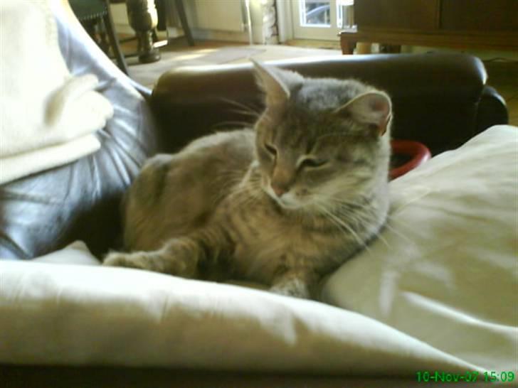 Blanding af racer Sille - Rå hygge i stolen. billede 12