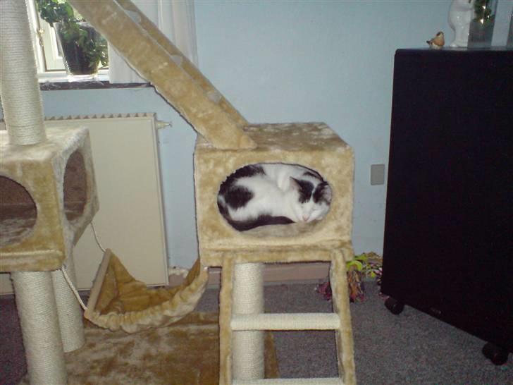 Huskat Findus billede 4