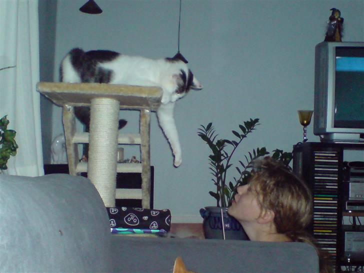 Huskat Findus billede 5