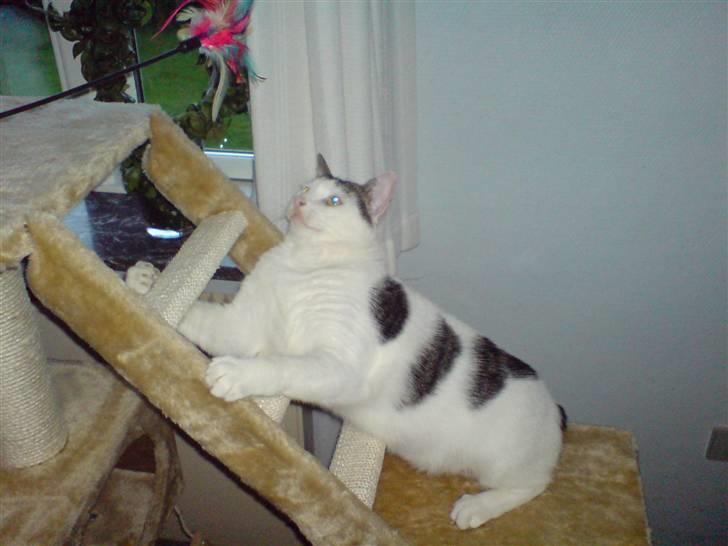 Huskat Findus billede 6