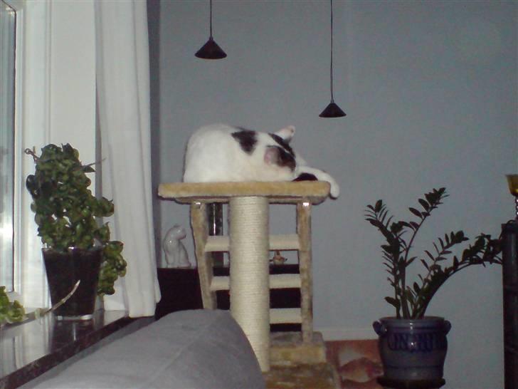 Huskat Findus billede 8