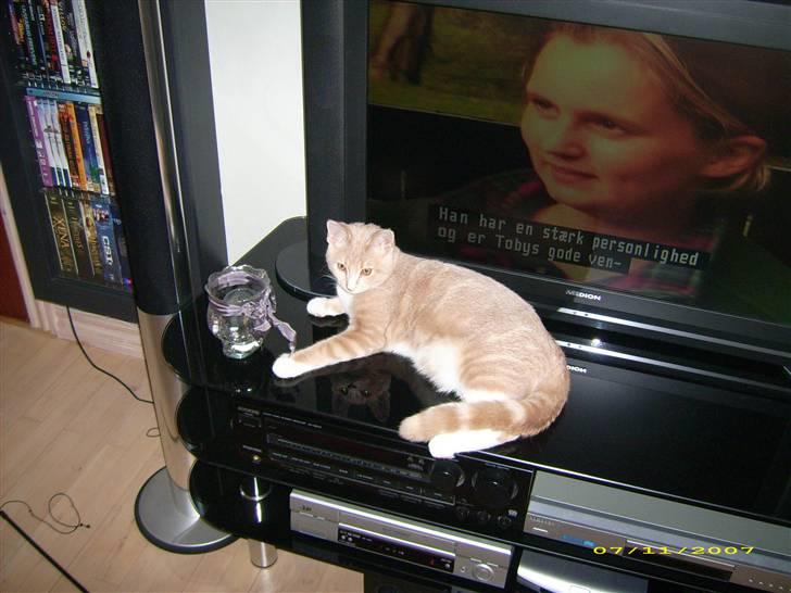 Huskat Sofus billede 16