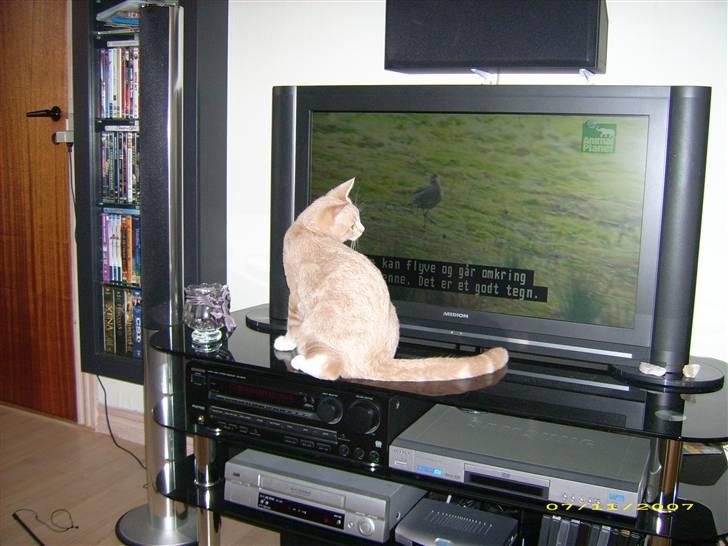 Huskat Sofus - Sofus kan lide at se tv. billede 17