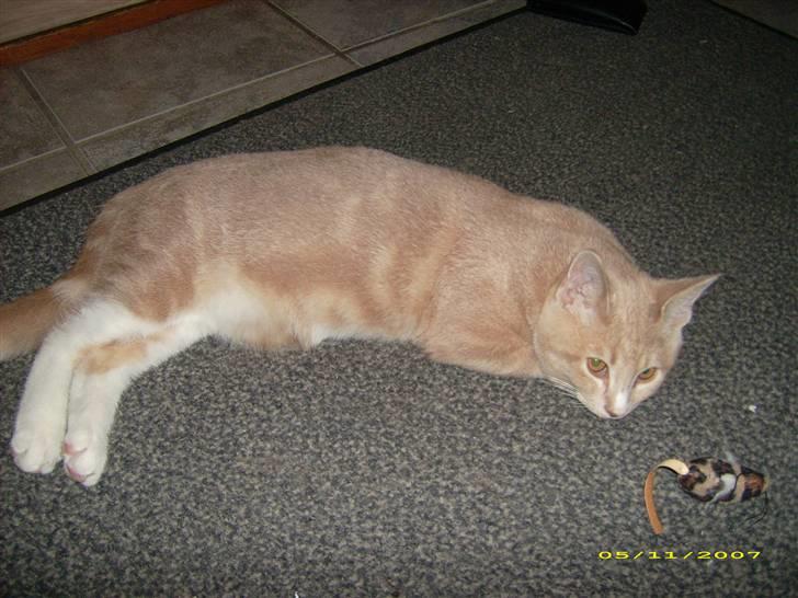 Huskat Sofus billede 18