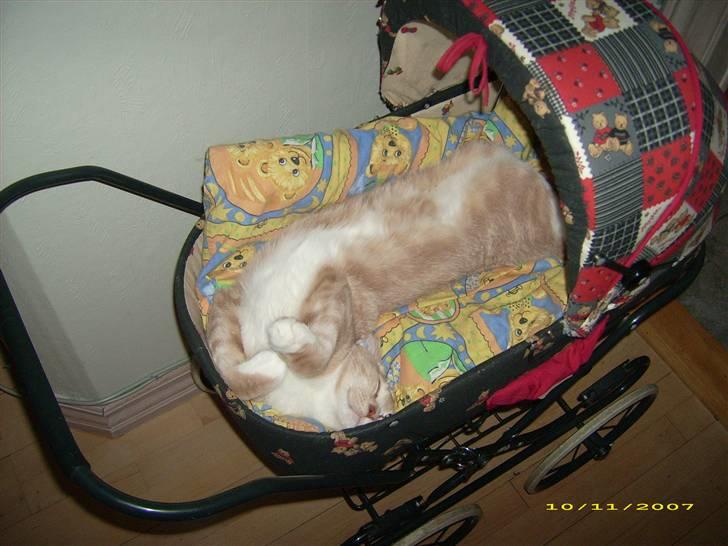 Huskat Sofus billede 19