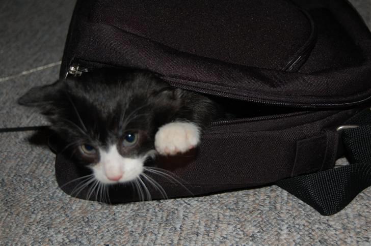 Huskat Mogens - her er der ingen der kan finde mig billede 1