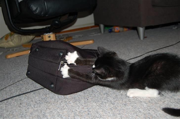 Huskat Mogens - se denne her er sjov billede 2