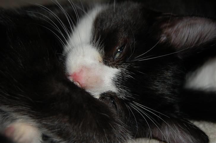 Huskat Mogens - ihh, sov jo lige så godt og så vækker du mig bare med den dumme blitz billede 3