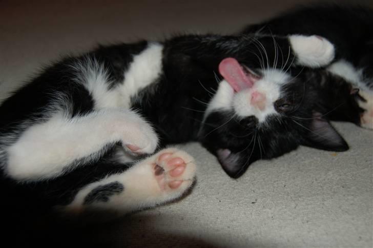 Huskat Mogens - gaaabbb billede 4