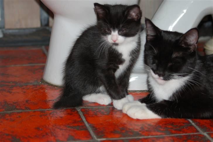 Huskat Mogens - mig og mor på badeværelset, der er varme i gulvet, mmmm billede 5