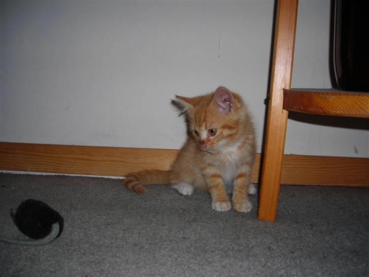 Huskat Muddi <3 miss you 4-ever - muddi som helt lille... billede 16