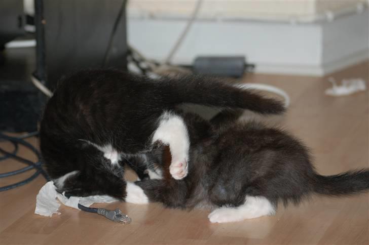 Huskat Mogens - mig og Lykketoft (min bror) leger billede 6