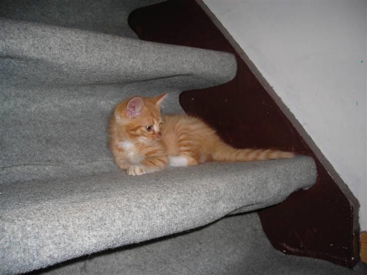 Huskat Muddi <3 miss you 4-ever - muddi da vi fik hende... billede 17