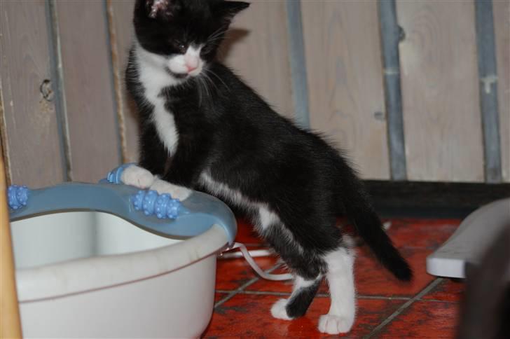 Huskat Mogens - hmm mon man skulle tage sig et fodbad?! billede 7