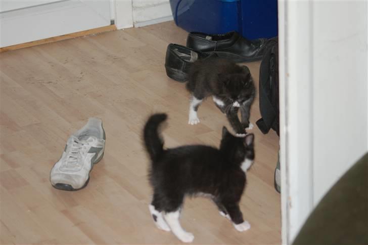 Huskat Mogens - Lykketoft og jeg leger, vi har det bare sååå sjovt sammen billede 8