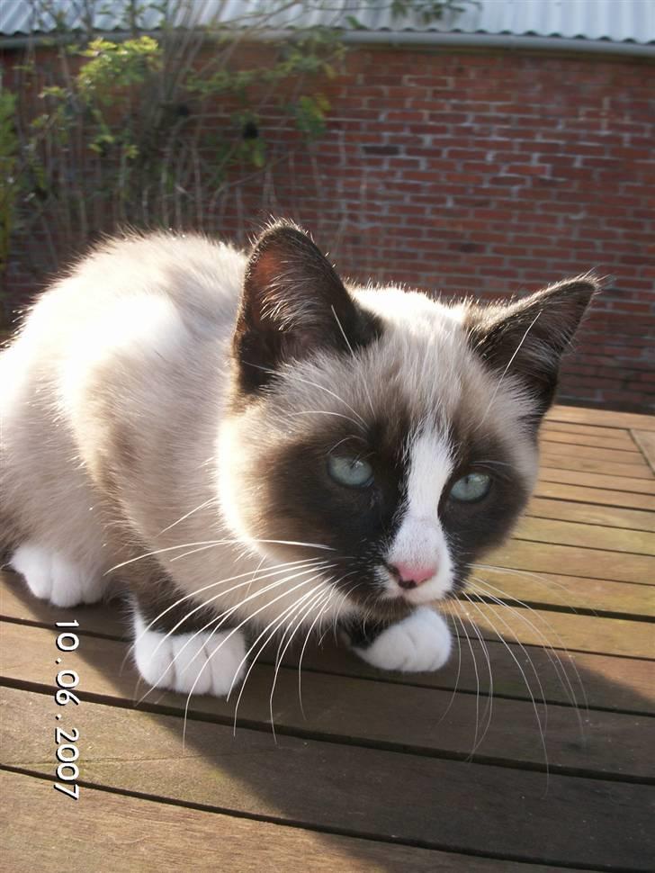 Blanding af racer Optimus billede 1